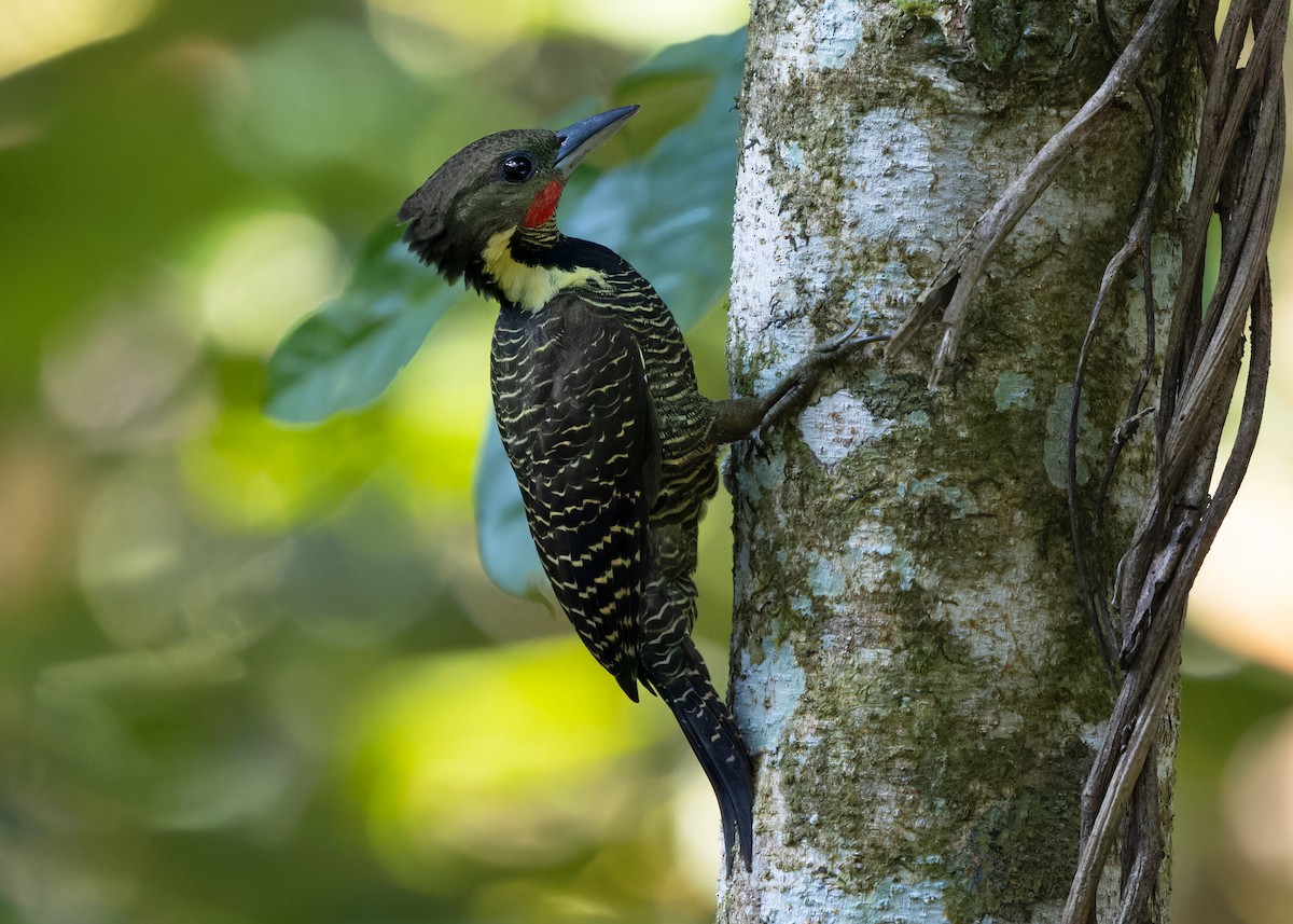 Buff-necked Woodpecker - ML617027855