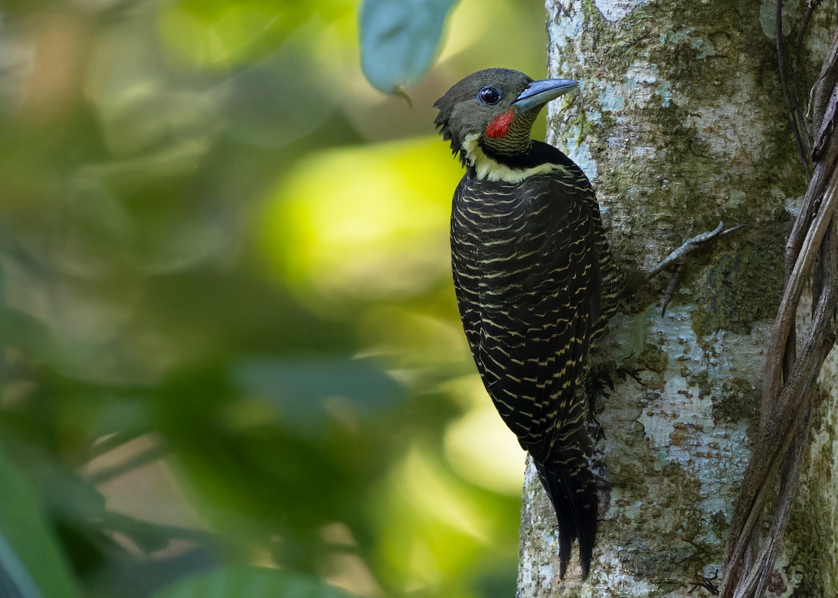 Buff-necked Woodpecker - ML617027856