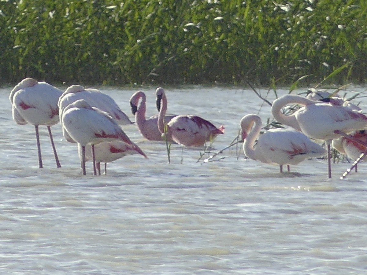 Lesser Flamingo - ML617028218