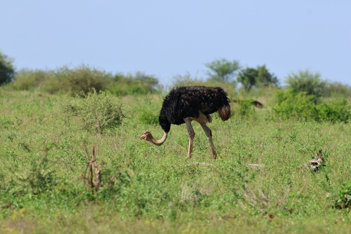 Африканский страус - ML617028752