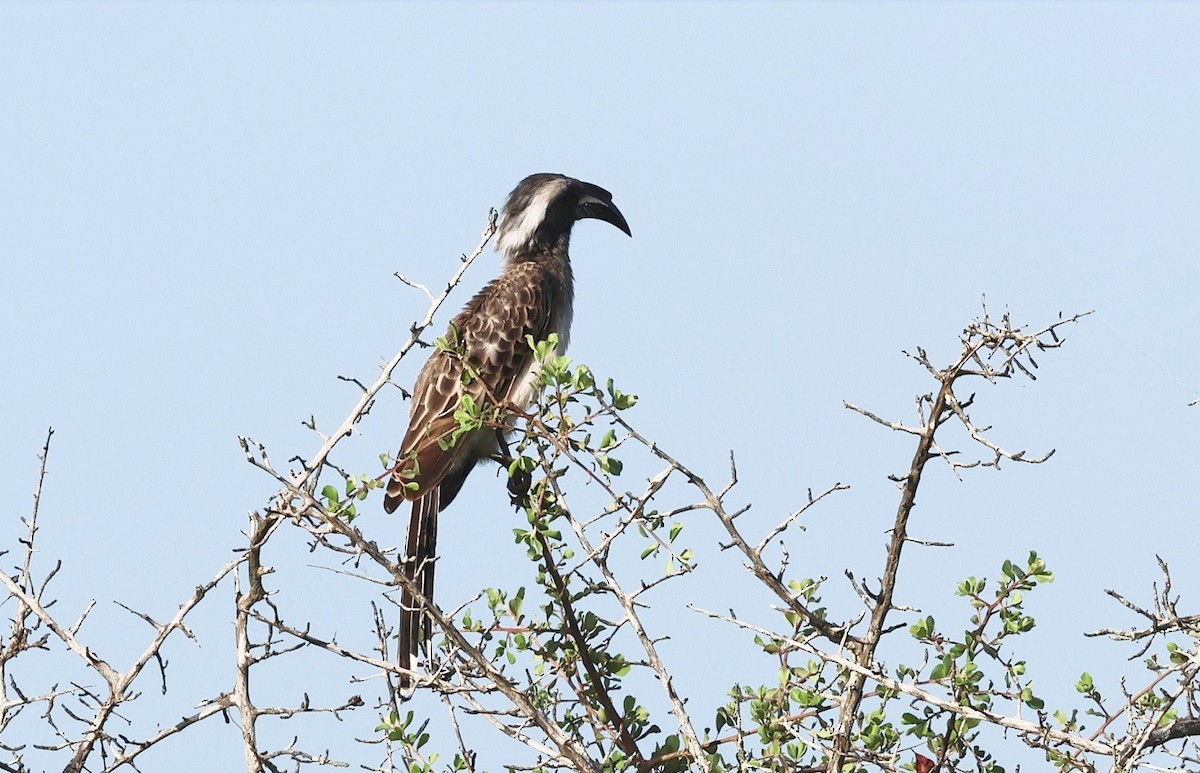 African Gray Hornbill - ML617028818