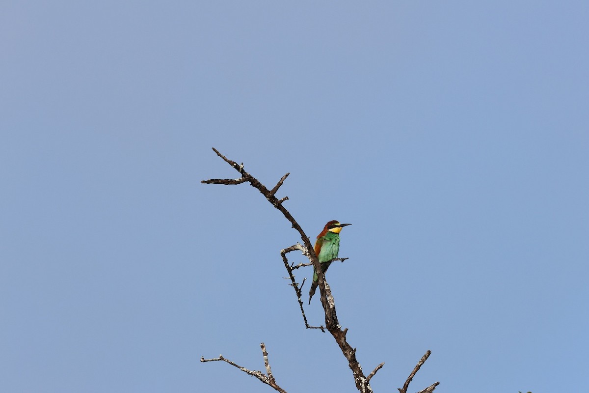 European Bee-eater - pedro maia