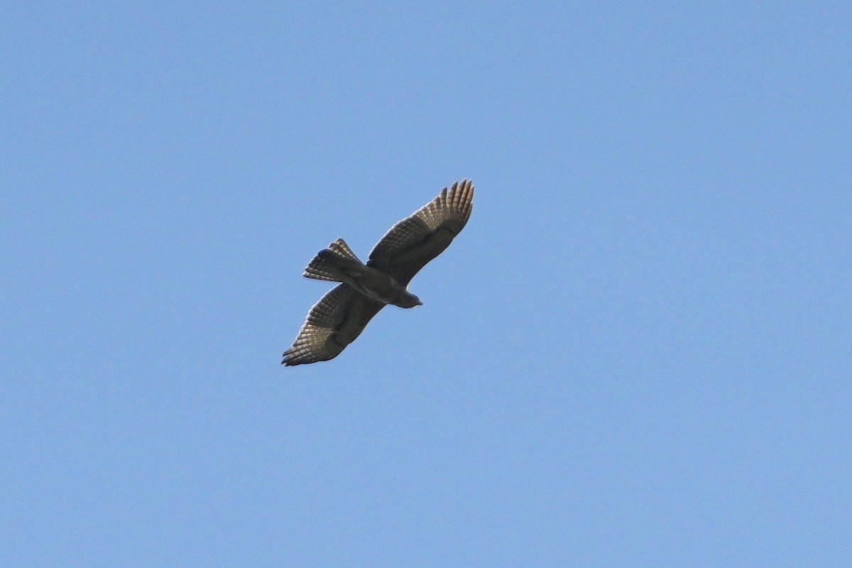 African Hawk-Eagle - ML617028858