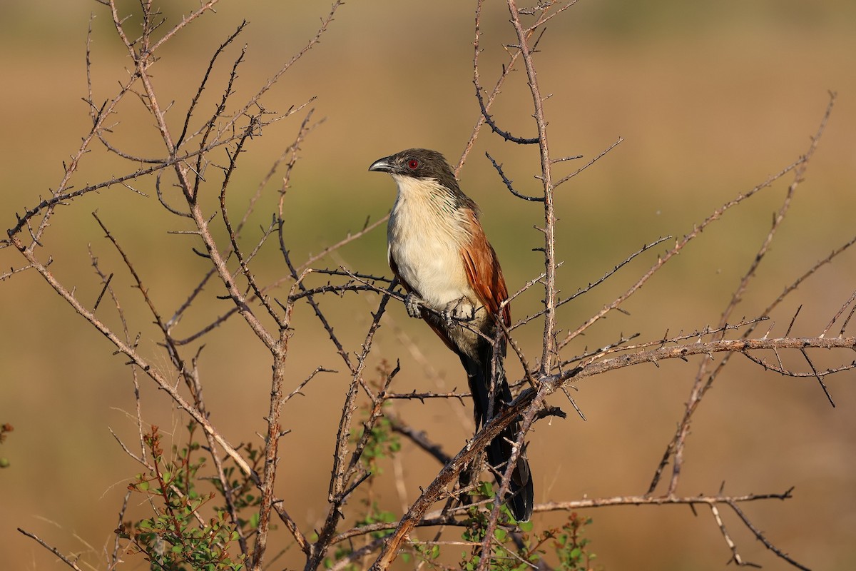 White-browed Coucal - ML617028878