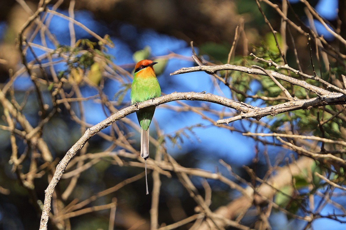 Böhm's Bee-eater - Dave Rimmer