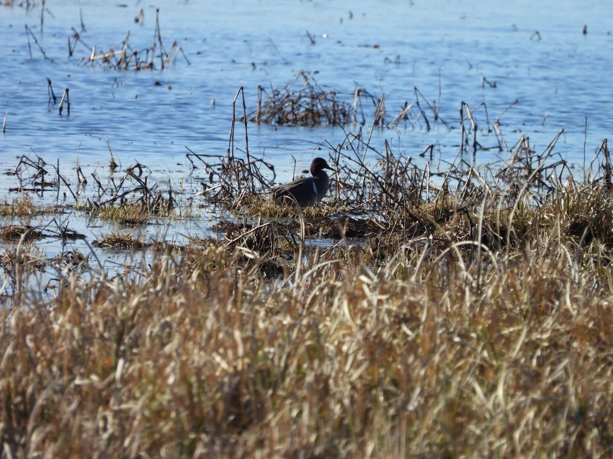 Green-winged Teal - ML617028955