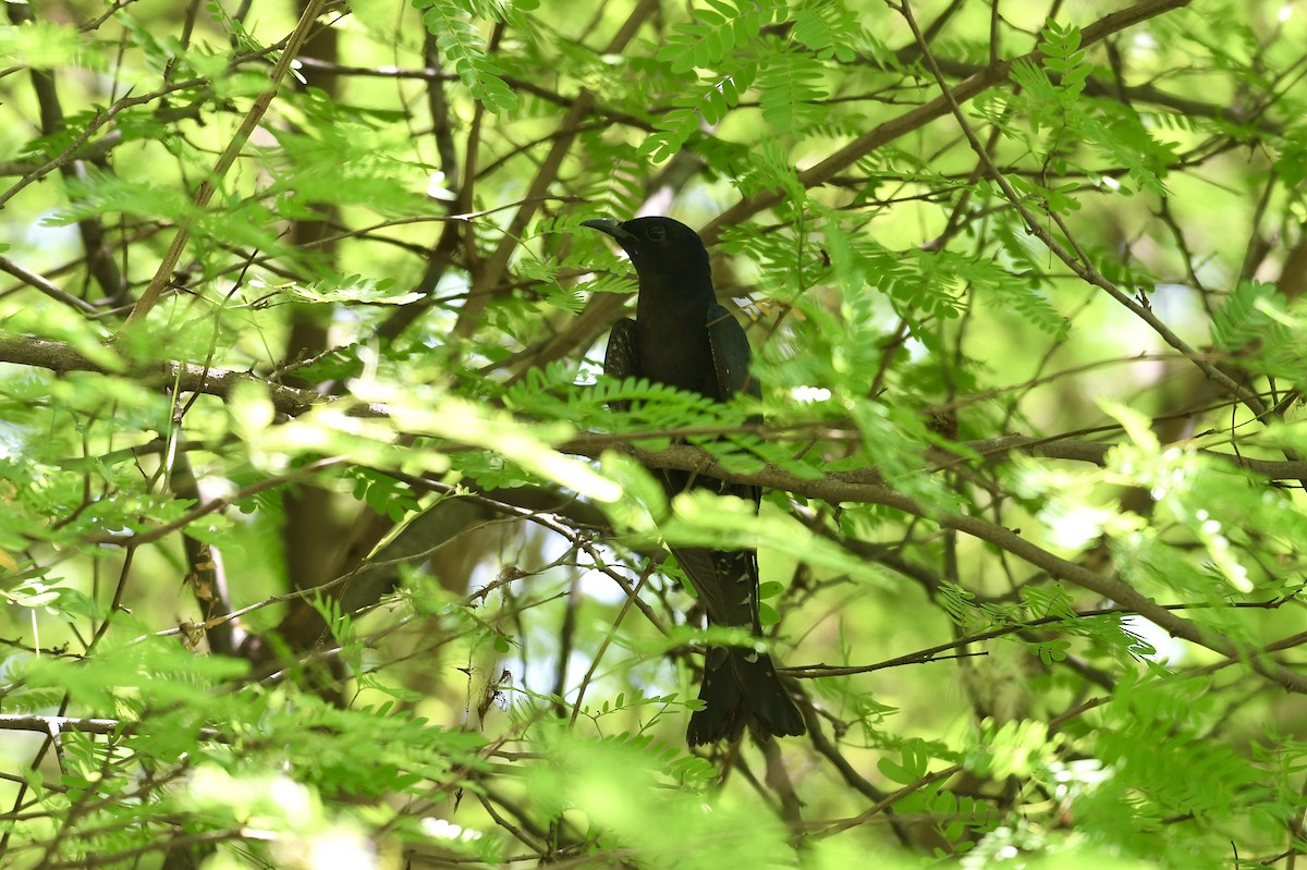 Square-tailed Drongo-Cuckoo - ML617029024