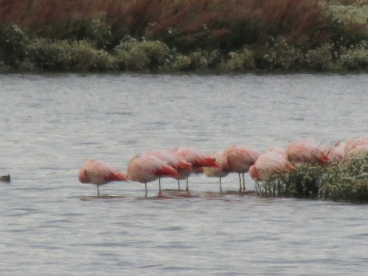 Chilean Flamingo - Olmo Villegas