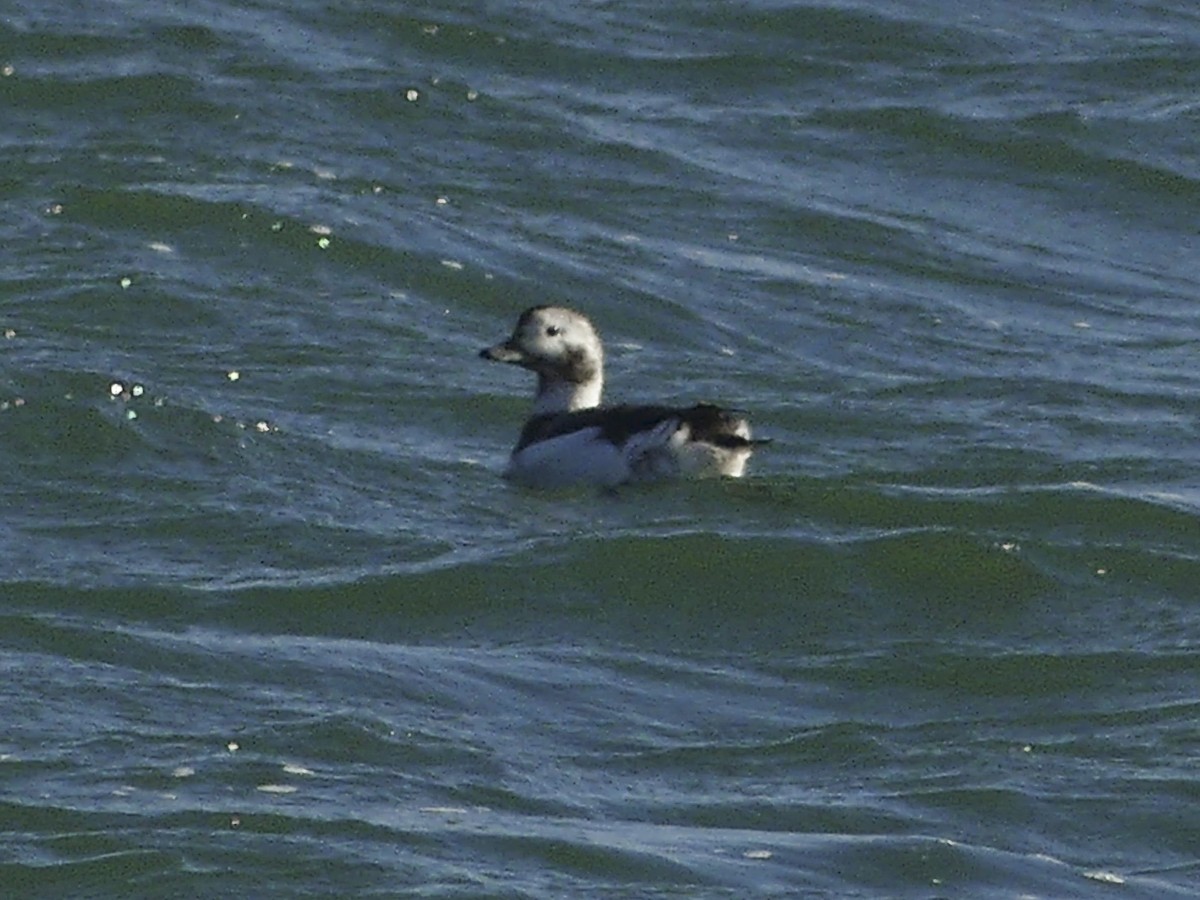 Long-tailed Duck - ML617029133