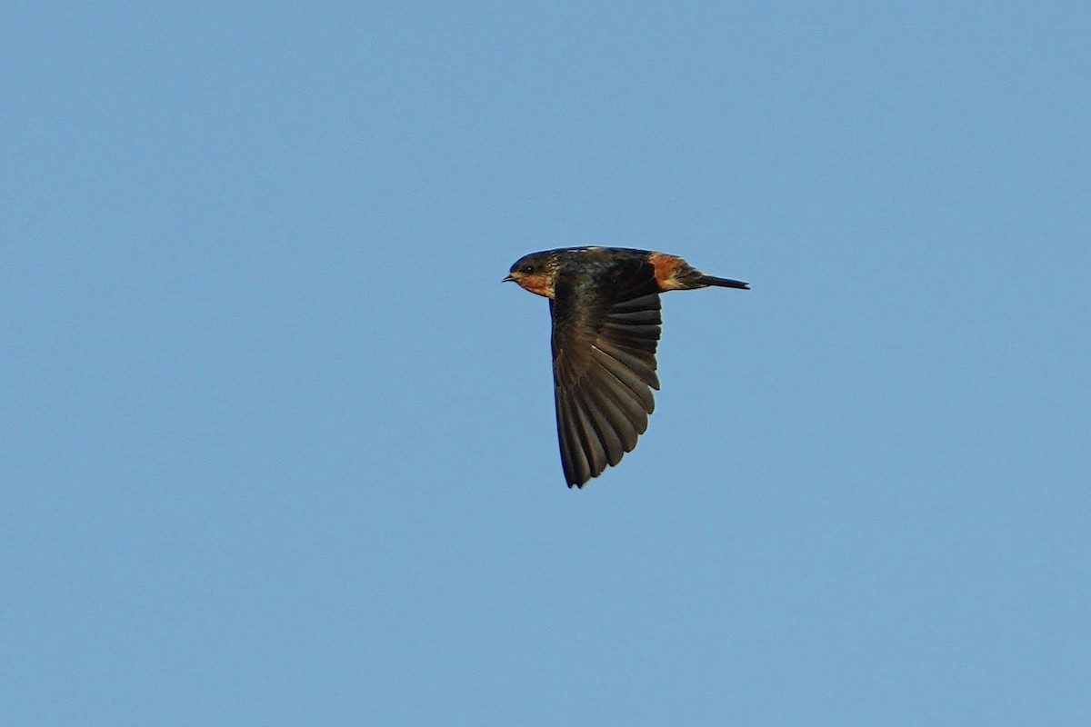 Red-throated Swallow - Dave Rimmer