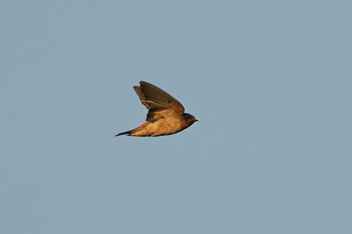 Red-throated Swallow - ML617029154