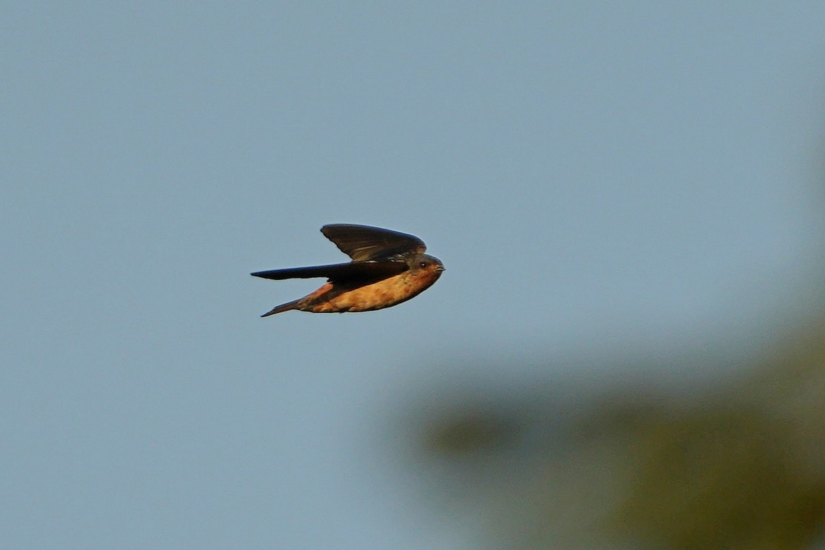 Red-throated Swallow - ML617029156