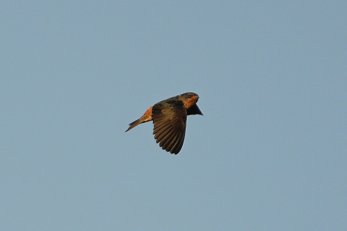 Red-throated Swallow - ML617029158