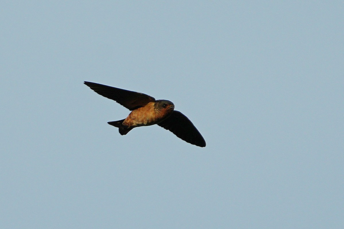Red-throated Swallow - ML617029159