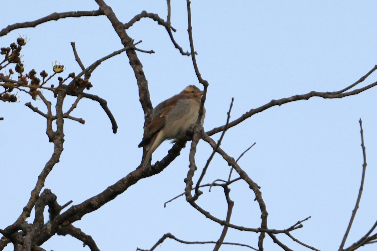 Yellow-throated Bush Sparrow - ML617029196