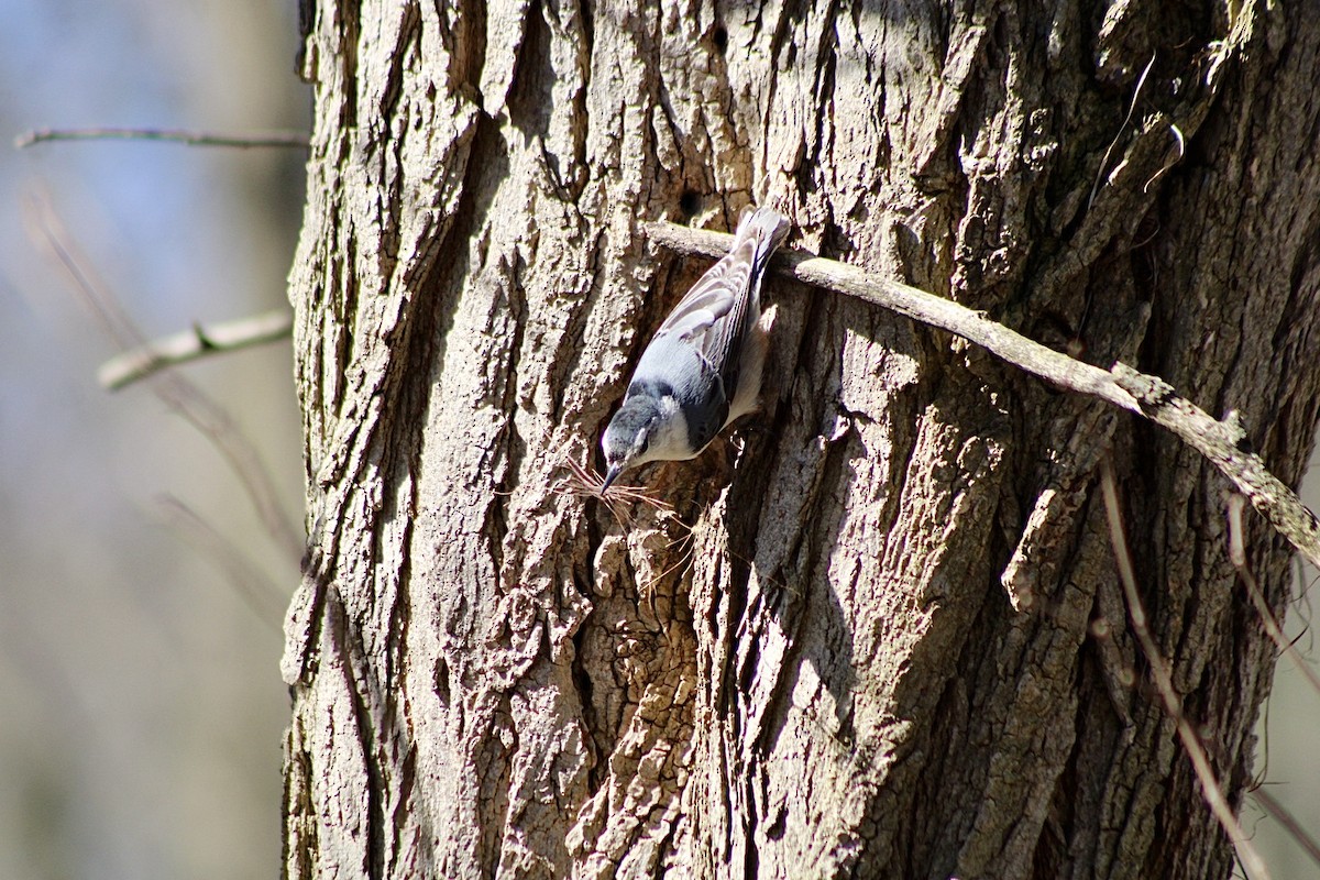 White-breasted Nuthatch - ML617029210
