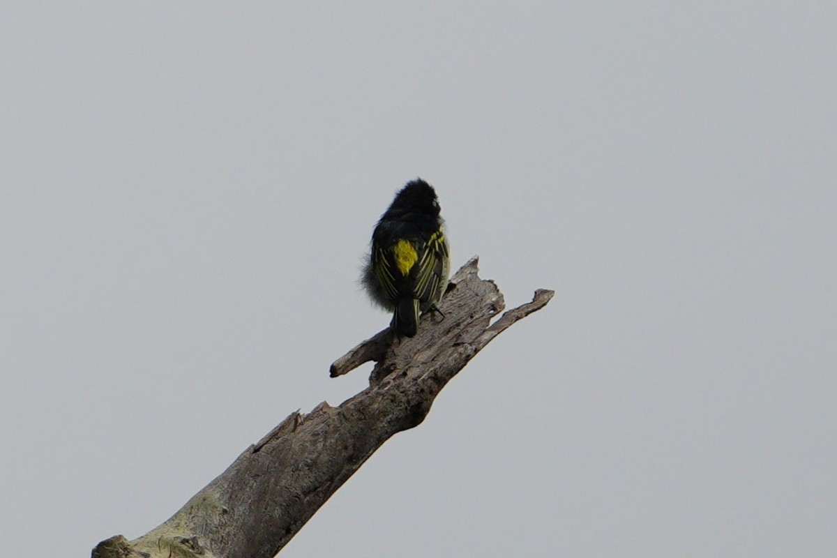 Yellow-rumped Tinkerbird - ML617029299