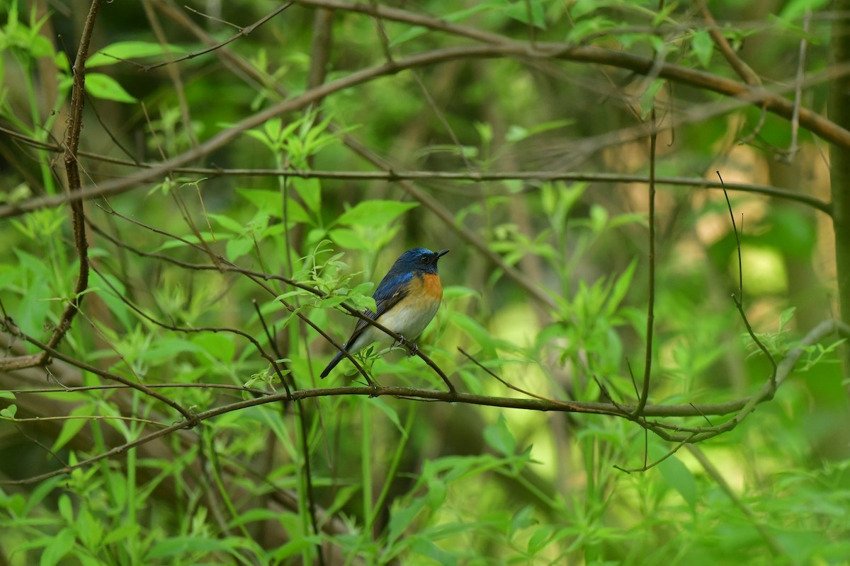 Blue-throated Flycatcher - Anirban  Bhaduri