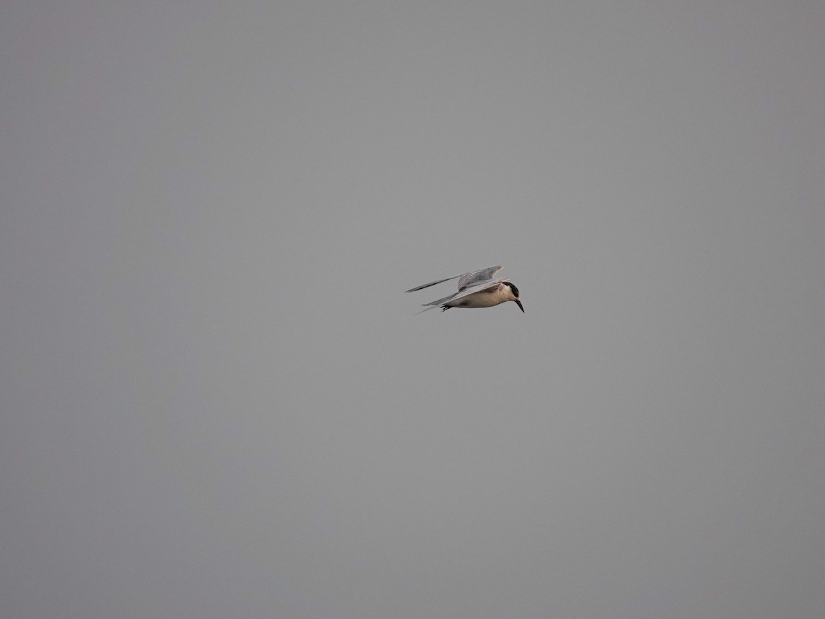 Gull-billed Tern - ML617029411