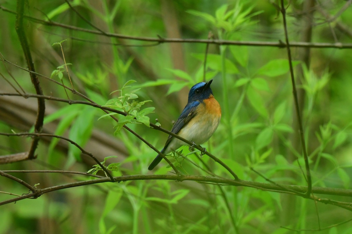 Blue-throated Flycatcher - Anirban  Bhaduri