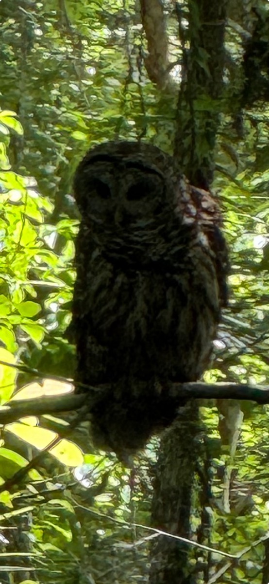 Barred Owl - ML617029477