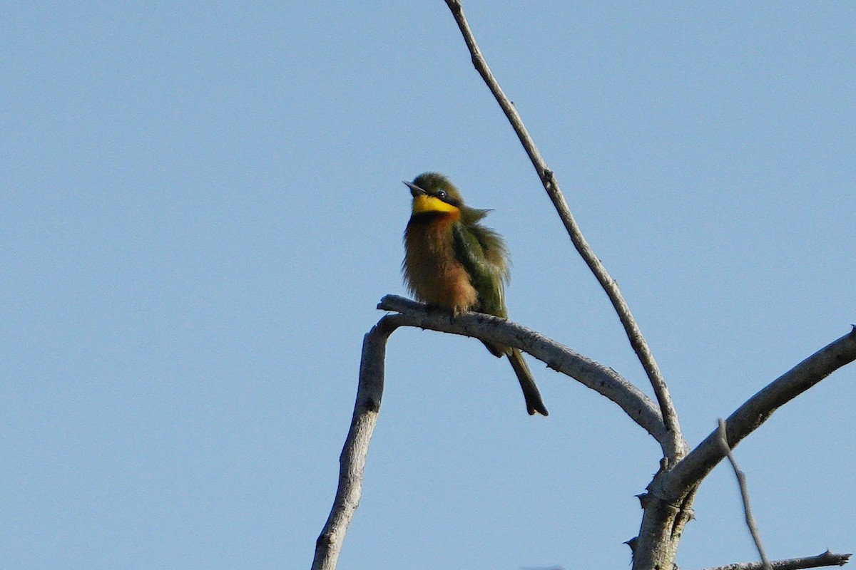 Little Bee-eater - ML617029484