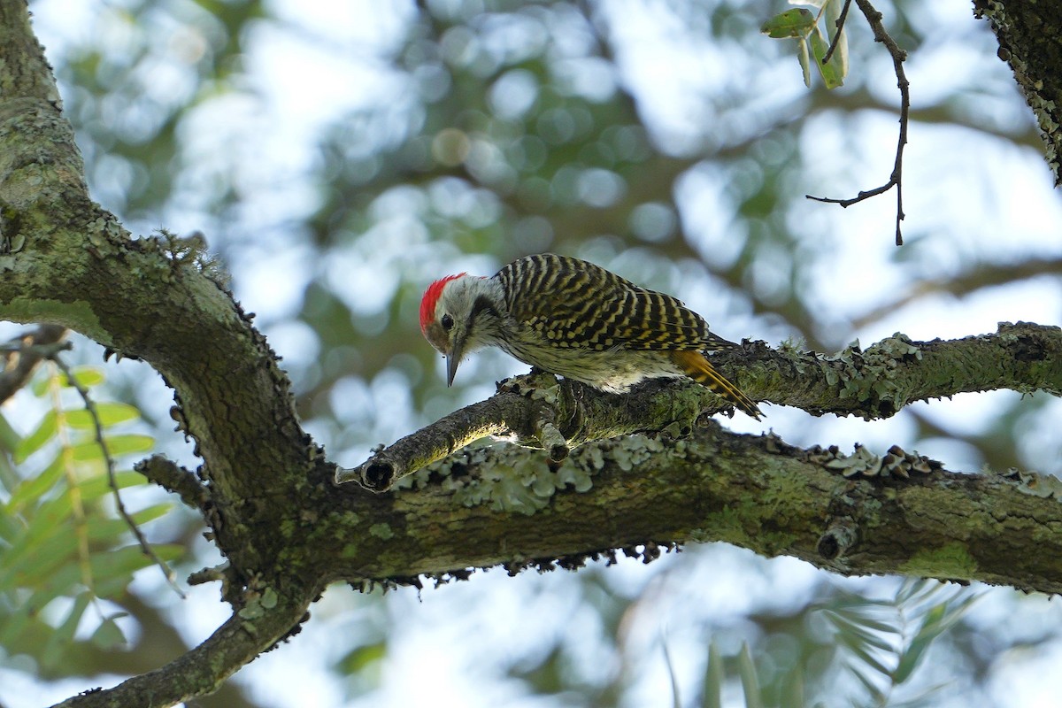 Cardinal Woodpecker - Dave Rimmer
