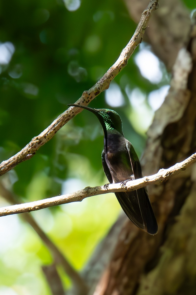 kolibřík tmavoprsý - ML617029645