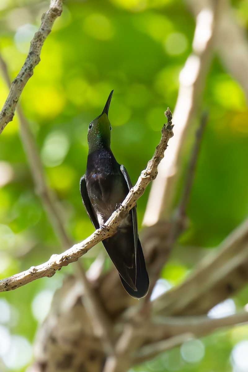 kolibřík tmavoprsý - ML617029646