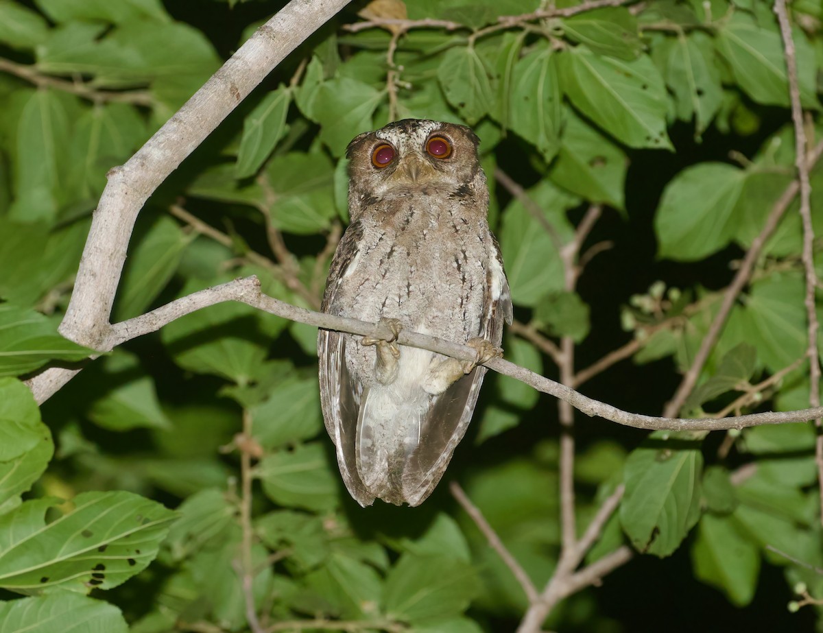 Sunda Scops-Owl - ML617029697