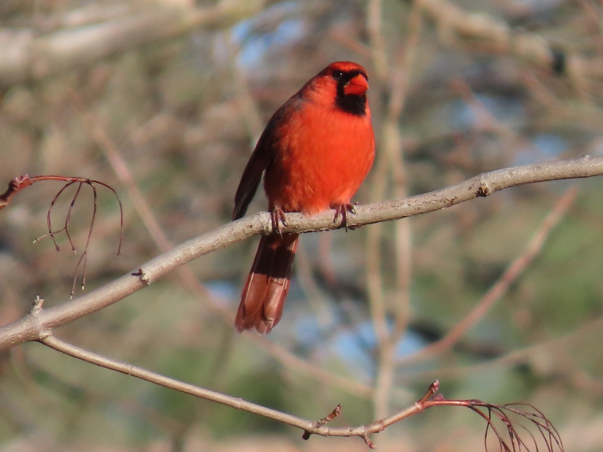 Cardinal rouge - ML617029787