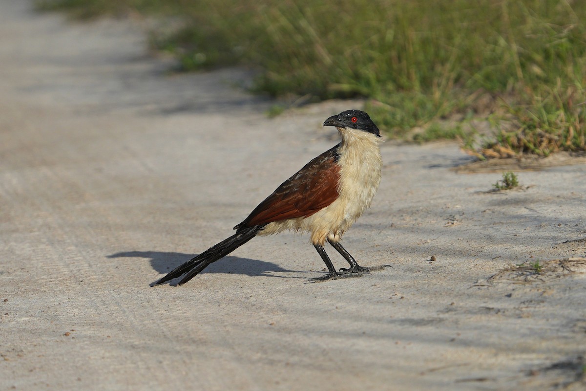 Coppery-tailed Coucal - ML617029792