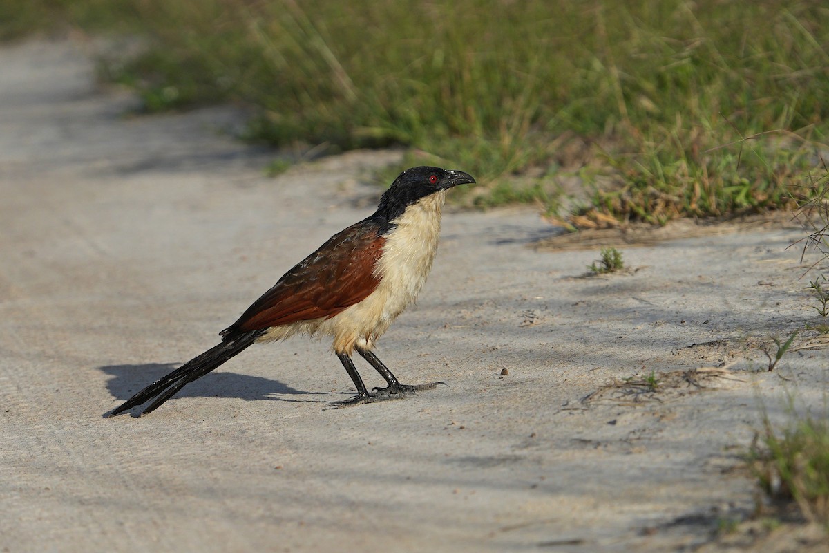 Coppery-tailed Coucal - ML617029793