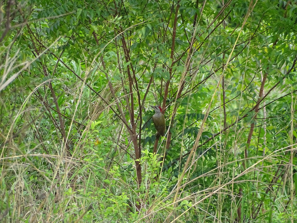 Fine-spotted Woodpecker - ML617029794