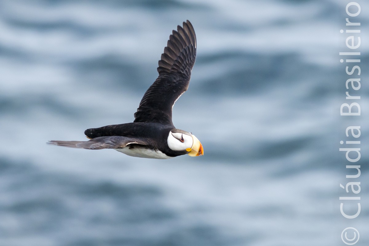 Horned Puffin - ML61702981