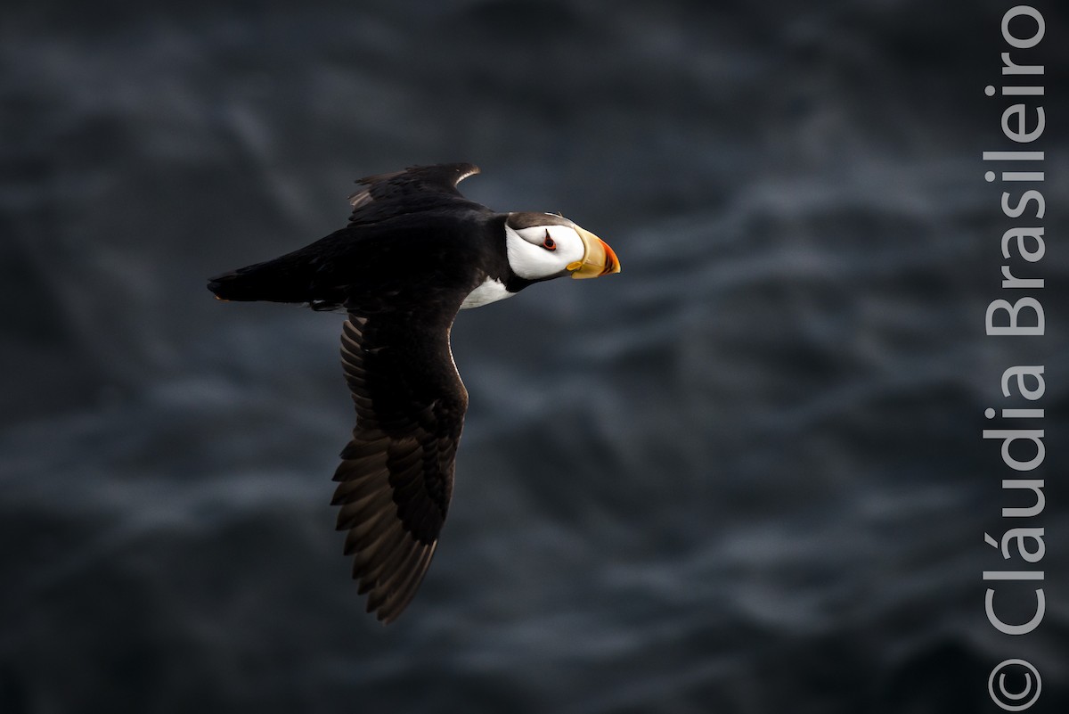 Horned Puffin - ML61702991