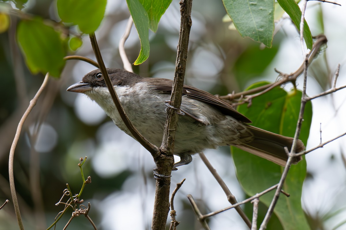 Puerto Rican Tanager - ML617029942