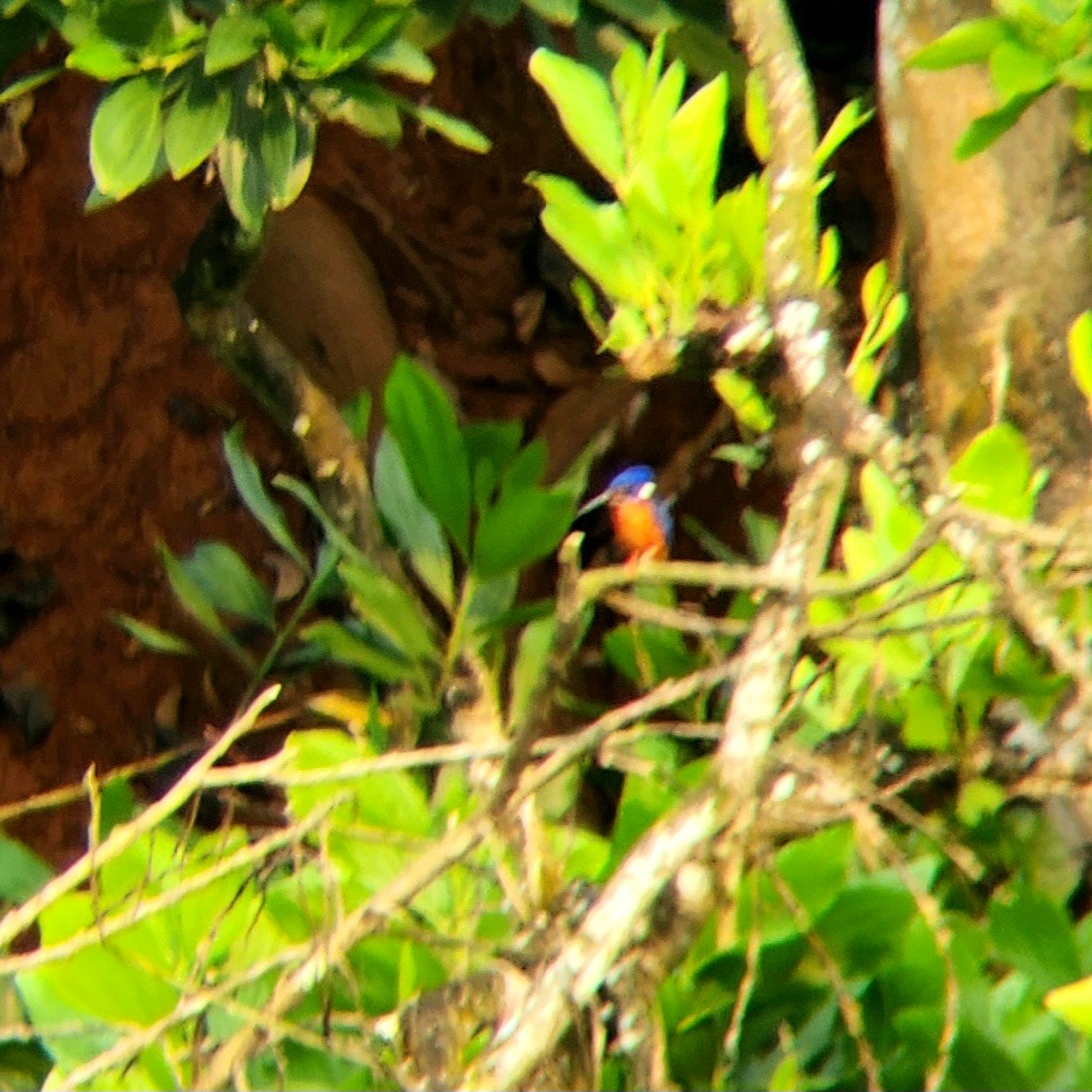 Blue-eared Kingfisher - ML617029966