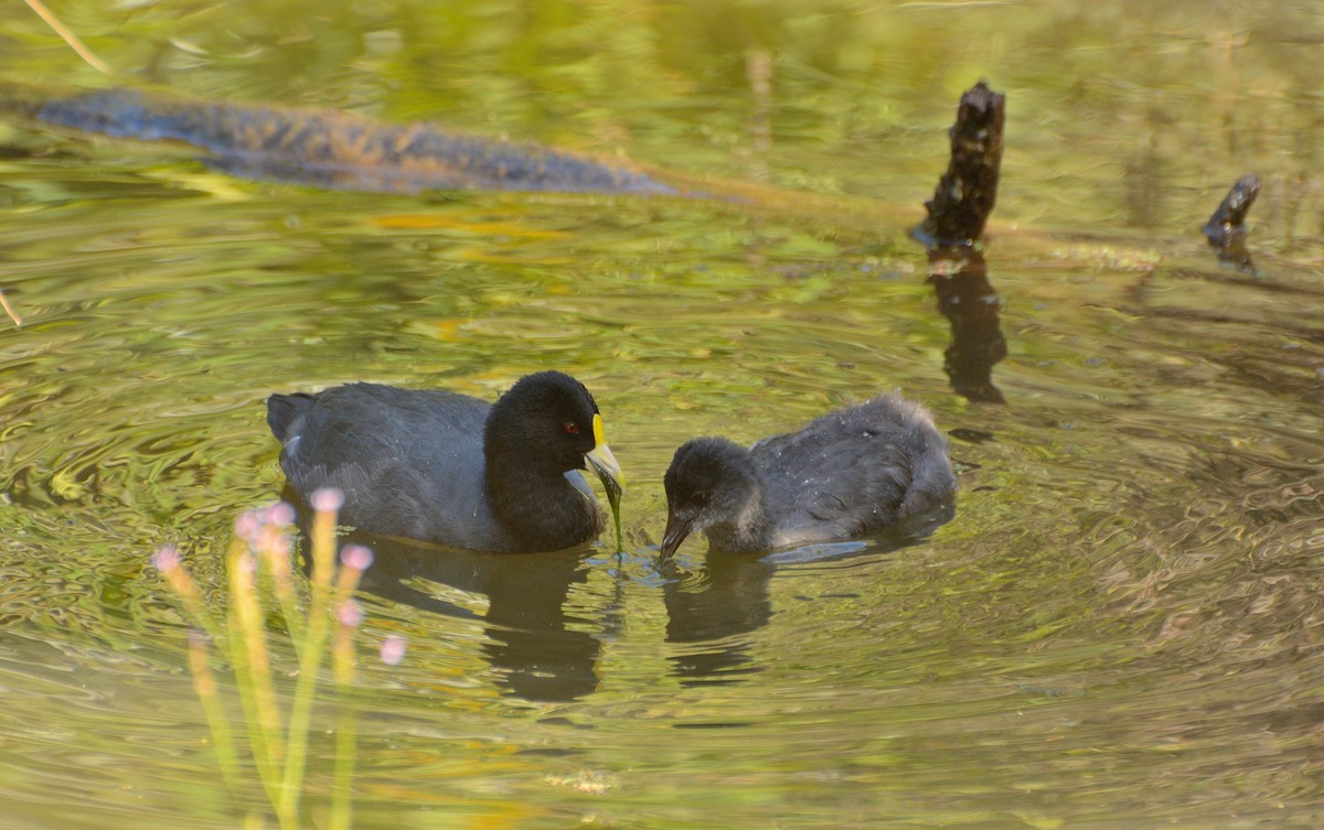 White-winged Coot - ML617030007
