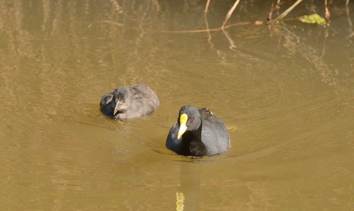 White-winged Coot - ML617030008