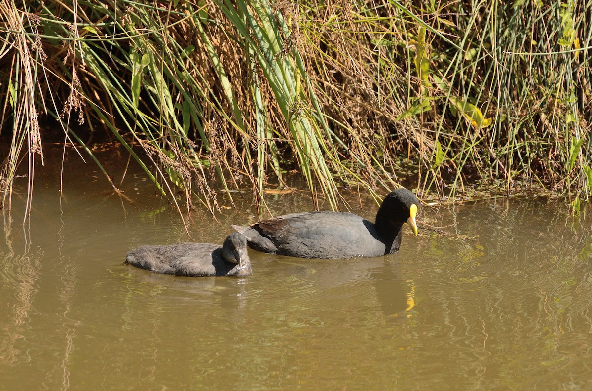 White-winged Coot - ML617030011