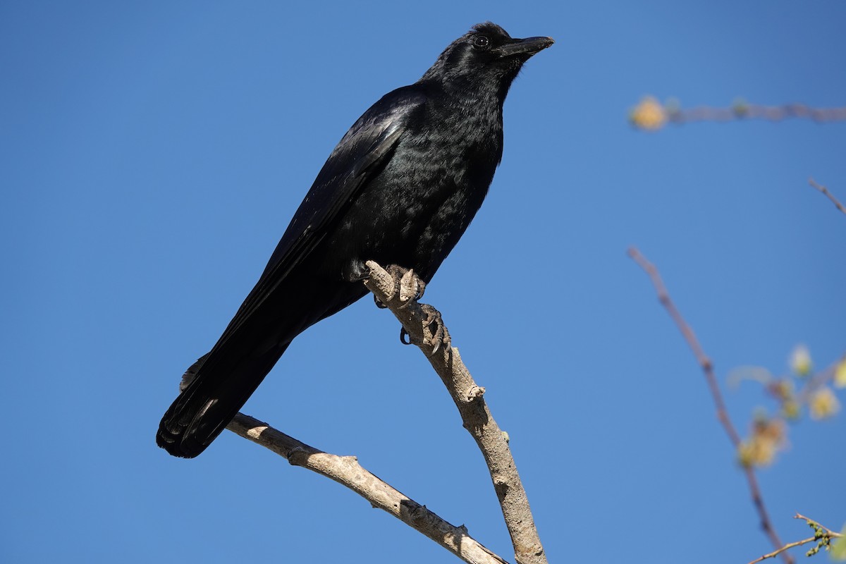 Sinaloa Crow - ML617030024