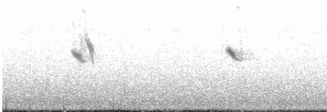 White Wagtail (Chinese) - ML617030056