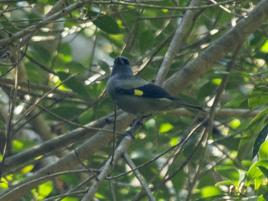 Yellow-winged Tanager - ML617030064