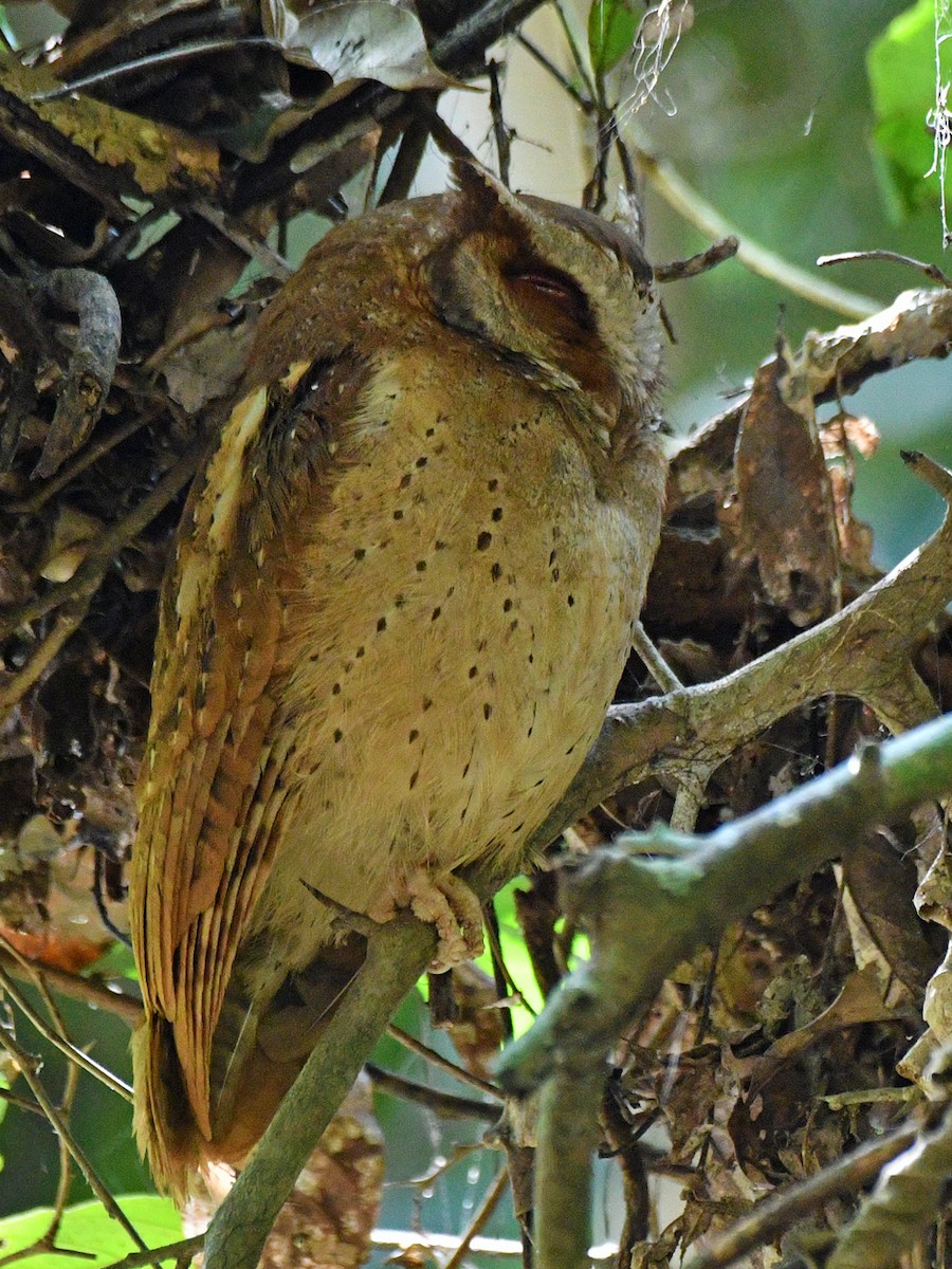 White-fronted Scops-Owl - ML617030086