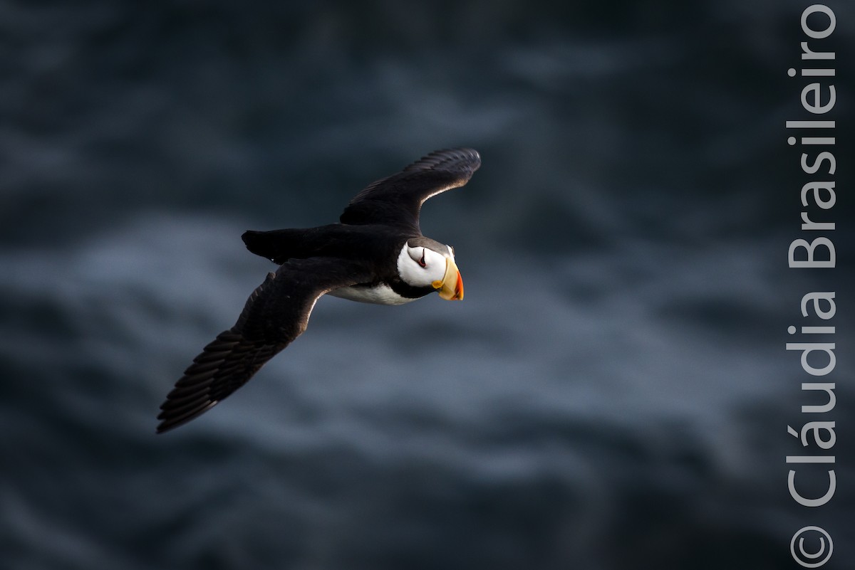 Horned Puffin - ML61703011