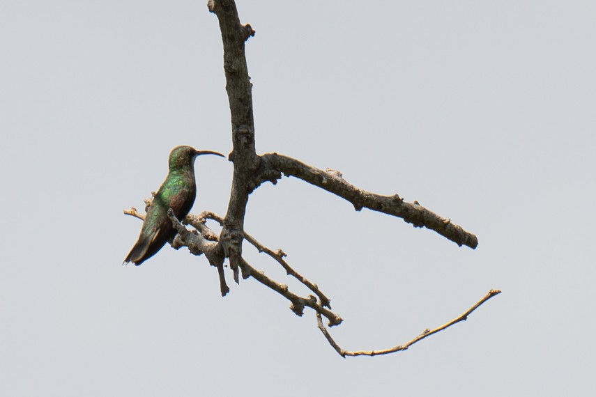 kolibřík tmavoprsý - ML617030117