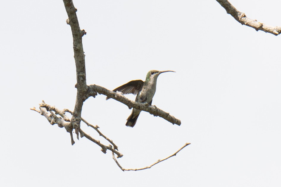 kolibřík tmavoprsý - ML617030118