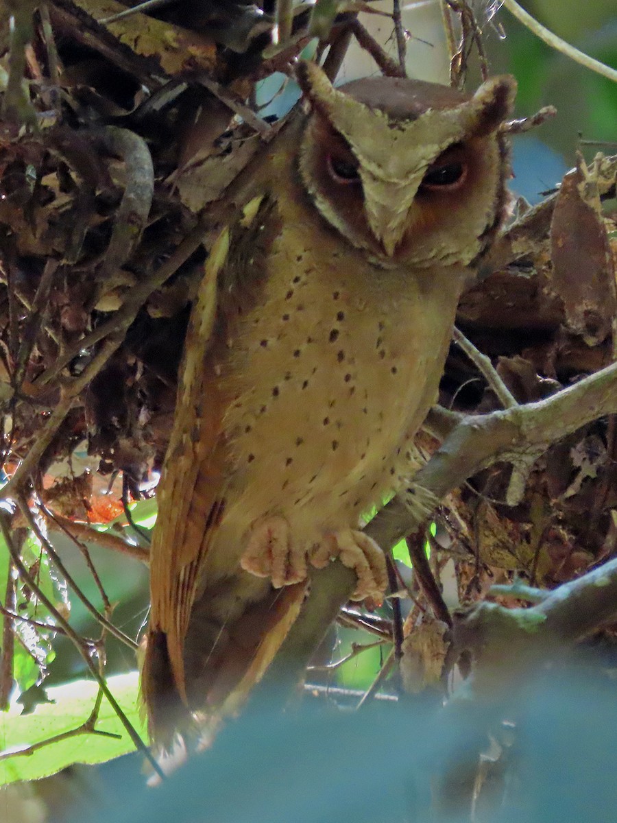 White-fronted Scops-Owl - ML617030145