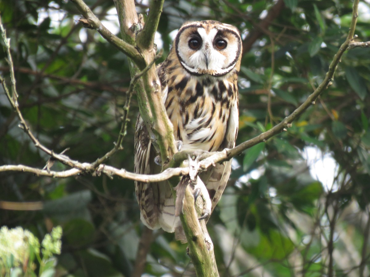 Striped Owl - ML617030231